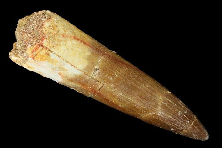Fossil Plesiosaur (Zarafasaura) Tooth - Morocco #166738